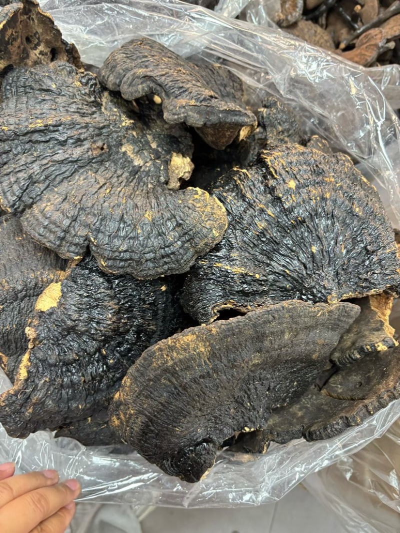 野生薄树芝灵芝薄盖黑芝整个一手货源稳定