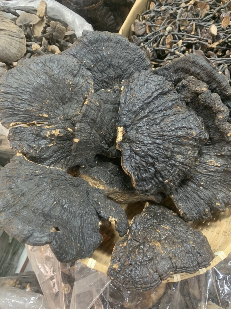 野生薄树芝灵芝薄盖黑芝整个一手货源稳定