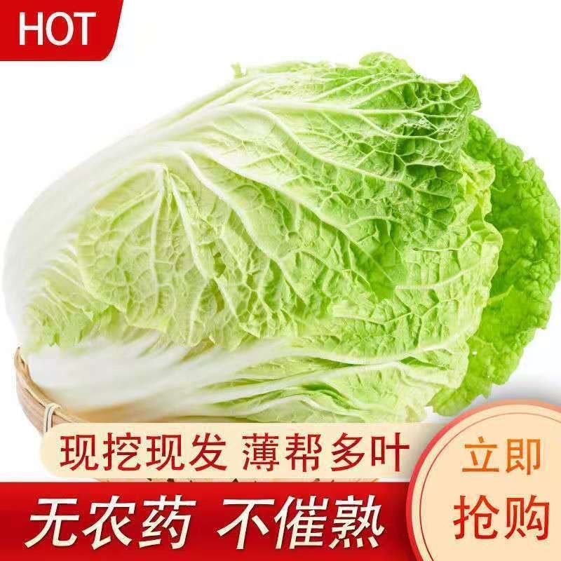 湖北天门黄心大白菜/产区直发/大量现货