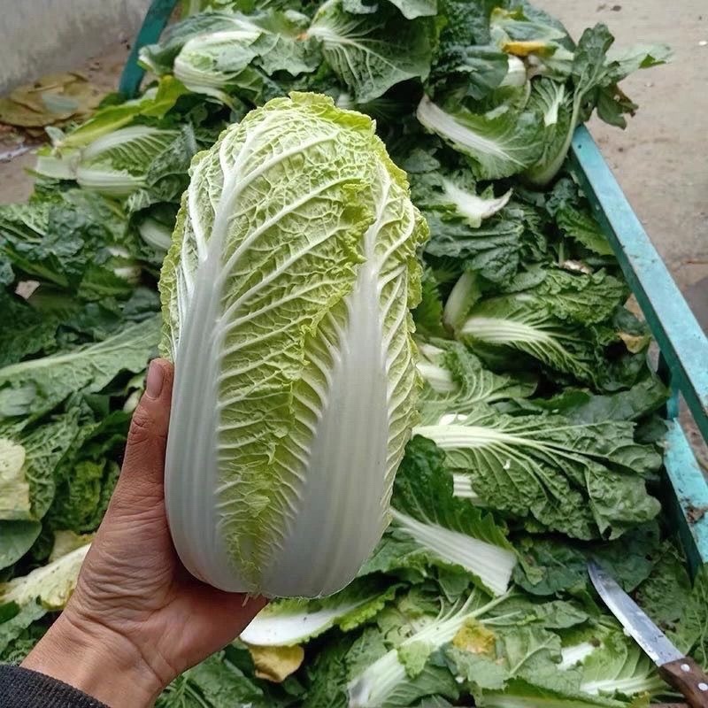 湖北天门黄心大白菜/产区直发/大量现货