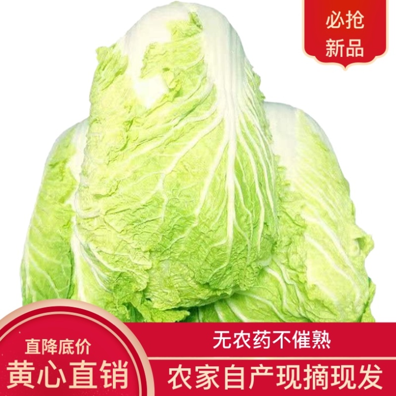 湖北天门黄心大白菜/产区直发/大量现货