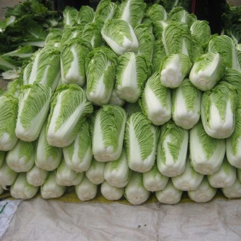 湖北天门黄心大白菜/产区直发/大量现货