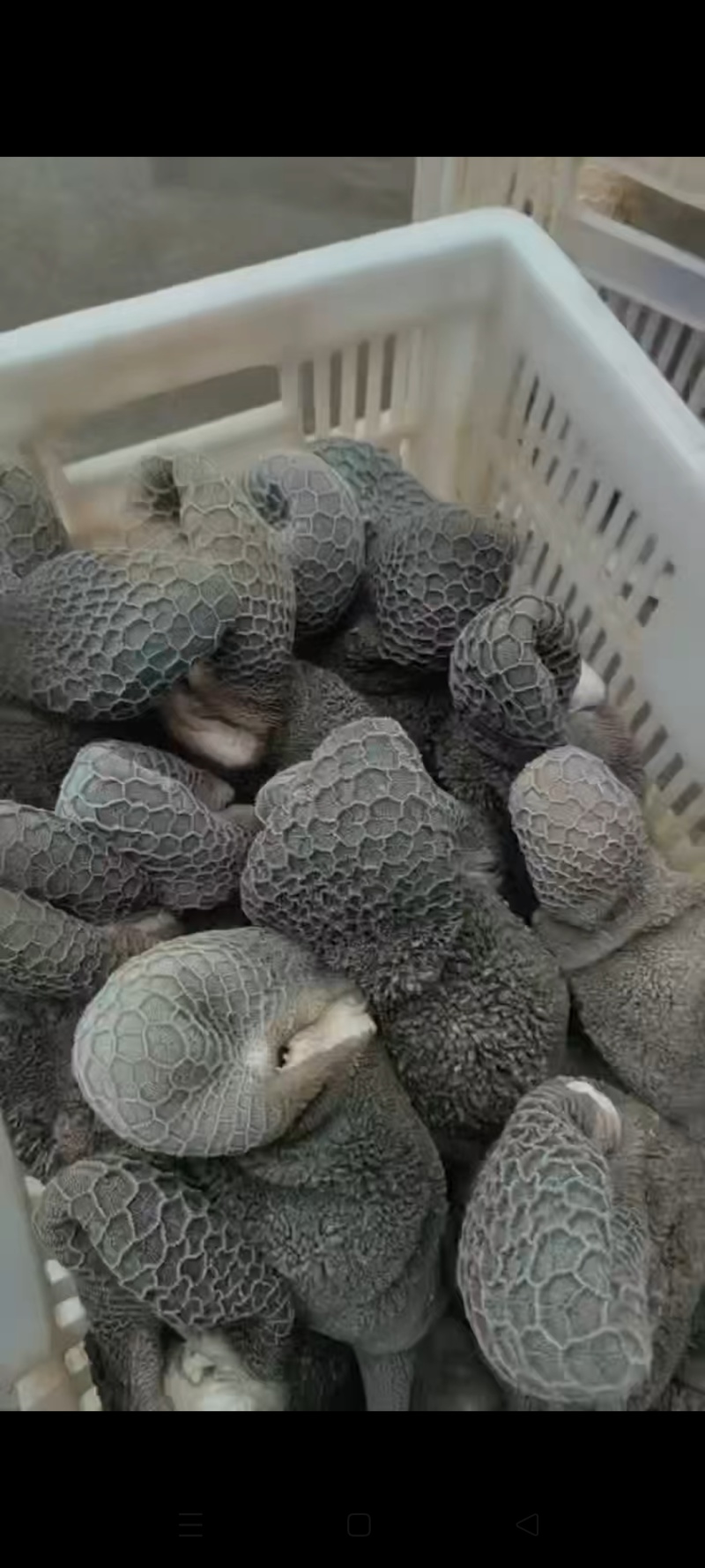 【熟羊杂】清水煮熟羊毛肚