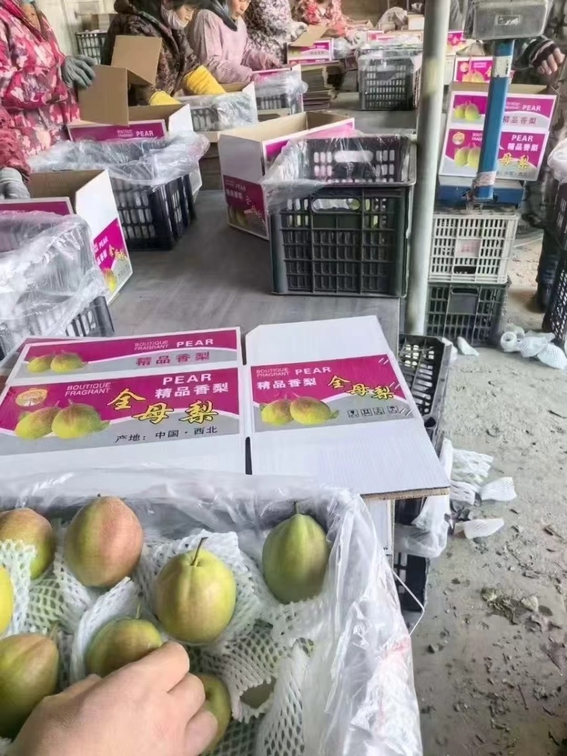 库尔勒香梨，精品香梨礼盒，保证质量，产地一手货源量大从优