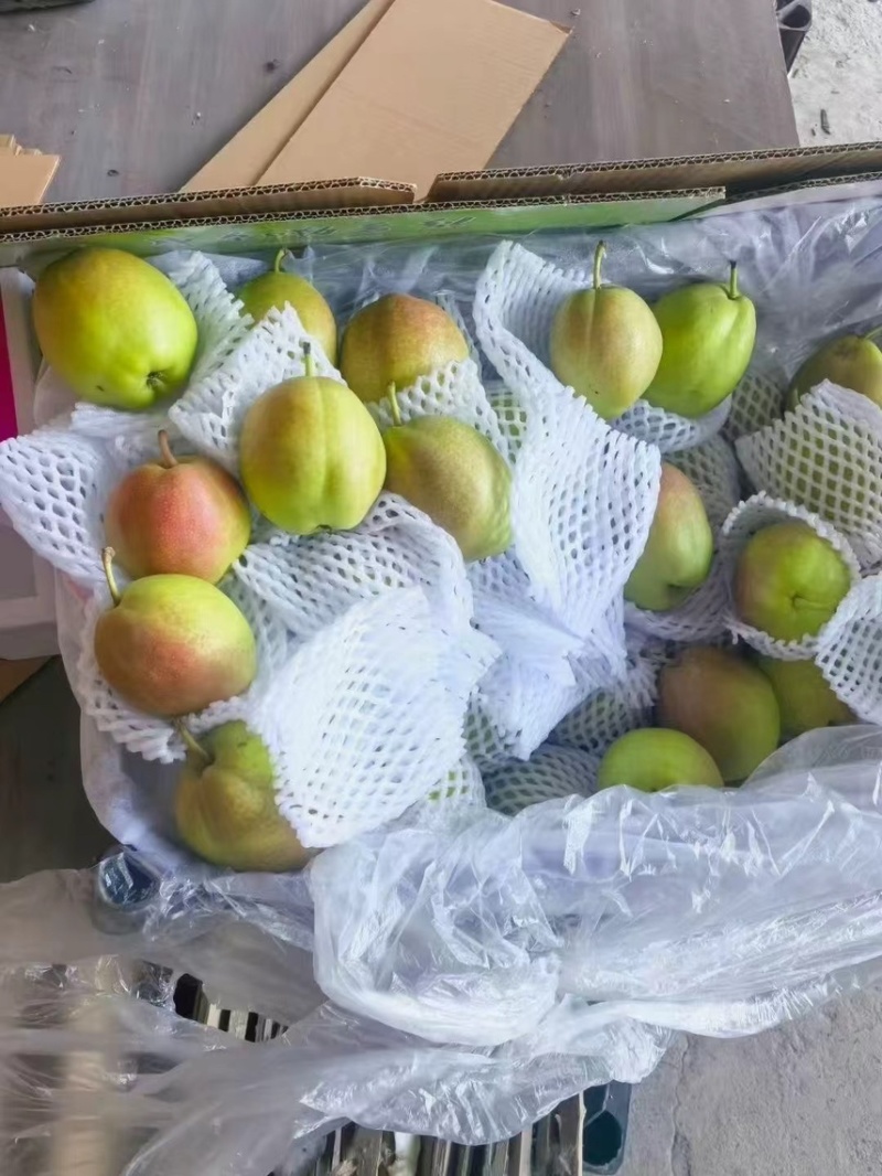库尔勒香梨，精品香梨礼盒，保证质量，产地一手货源量大从优