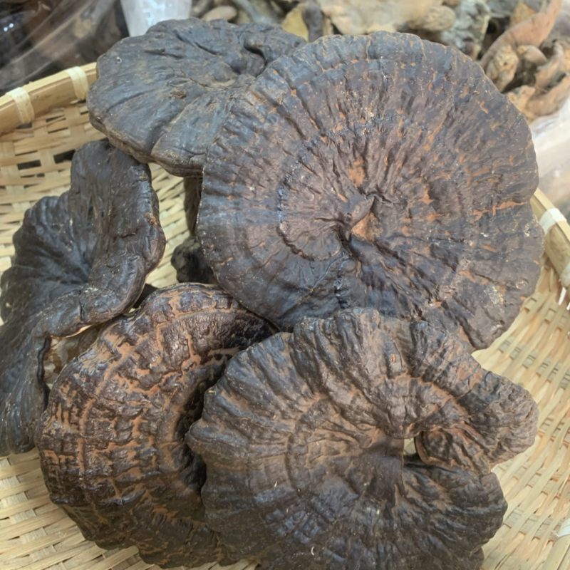 黑灵芝野生灵芝一手货源长期稳定供货