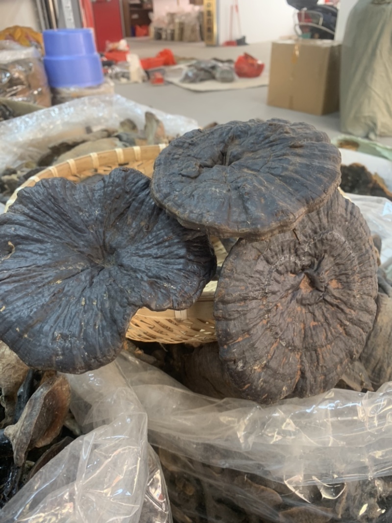 黑灵芝野生灵芝一手货源长期稳定供货
