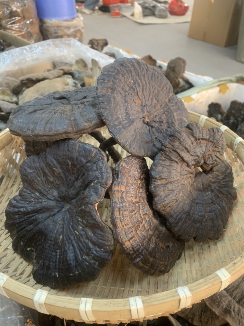 黑灵芝野生灵芝一手货源长期稳定供货