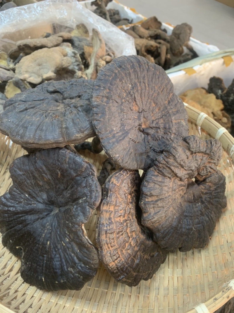 黑灵芝野生灵芝一手货源长期稳定供货
