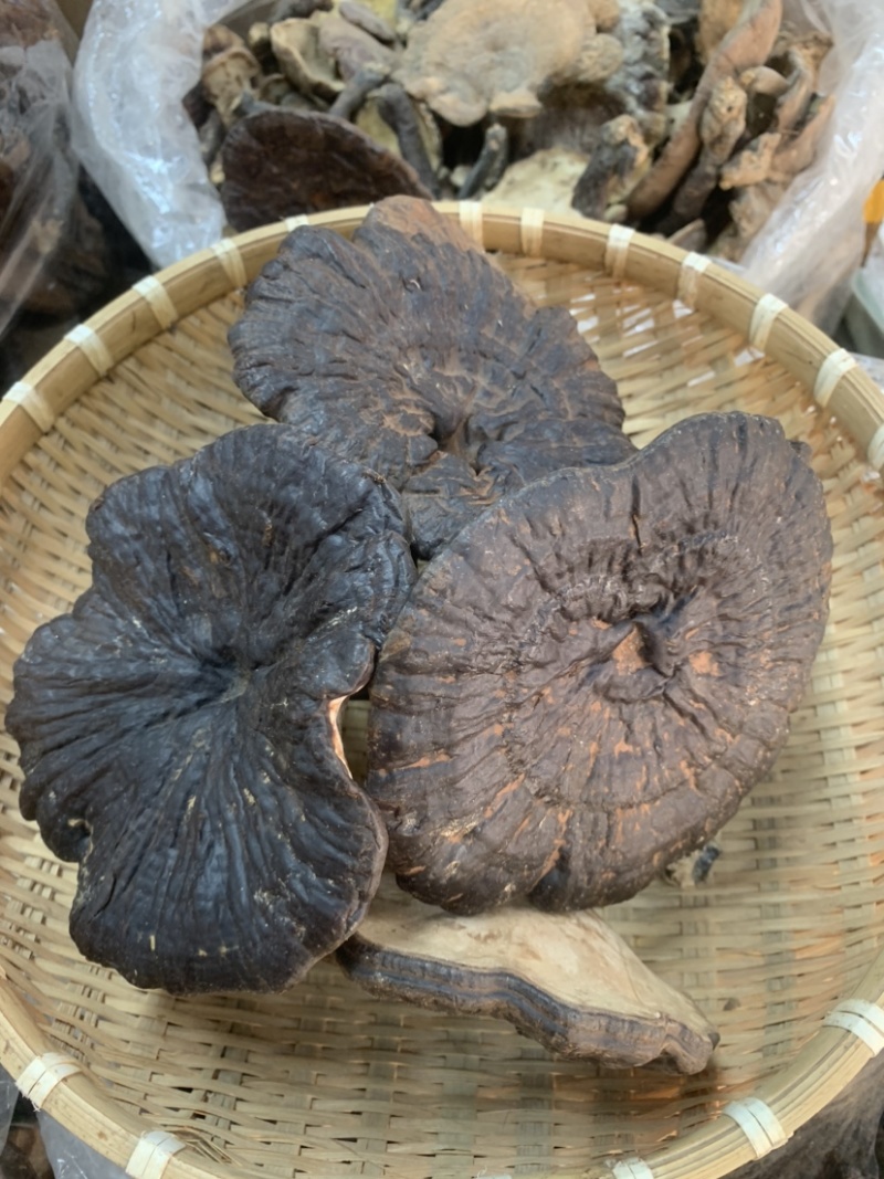 黑灵芝野生灵芝一手货源长期稳定供货