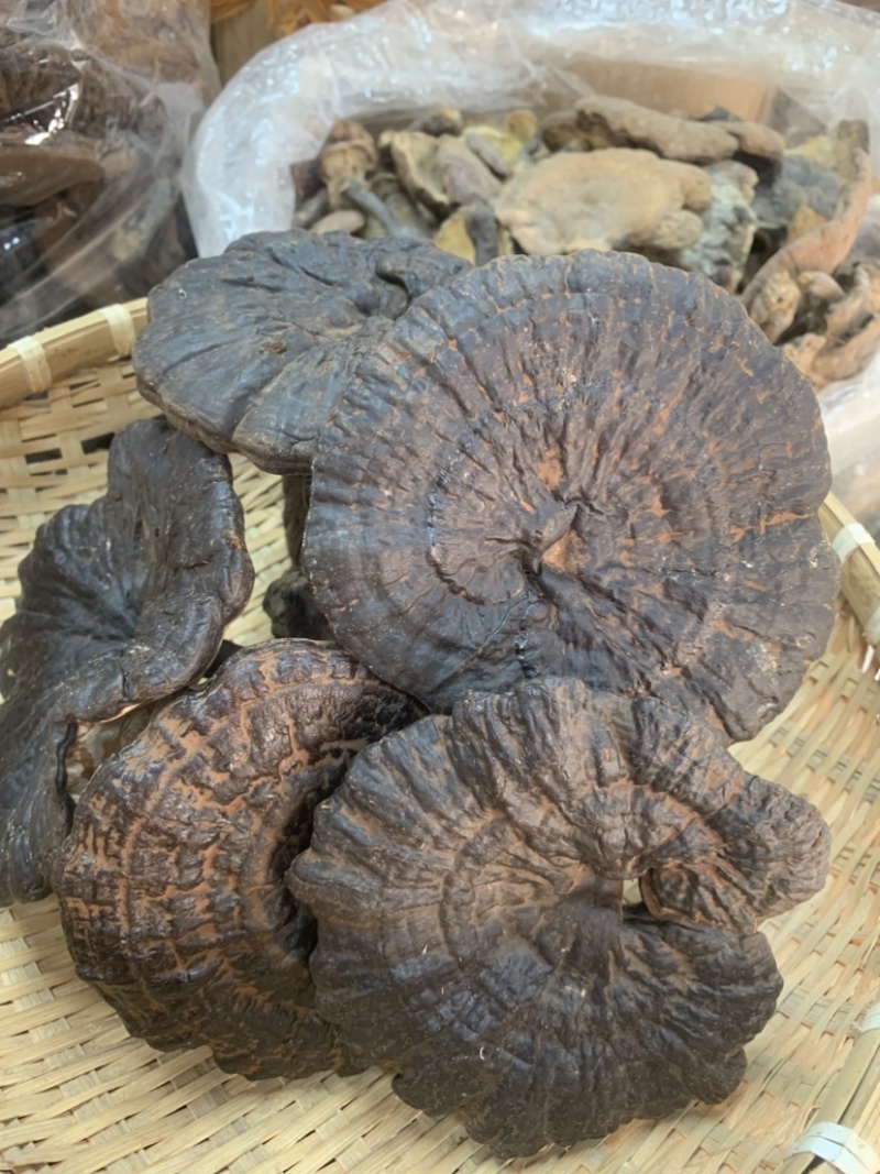 黑灵芝野生灵芝一手货源长期稳定供货