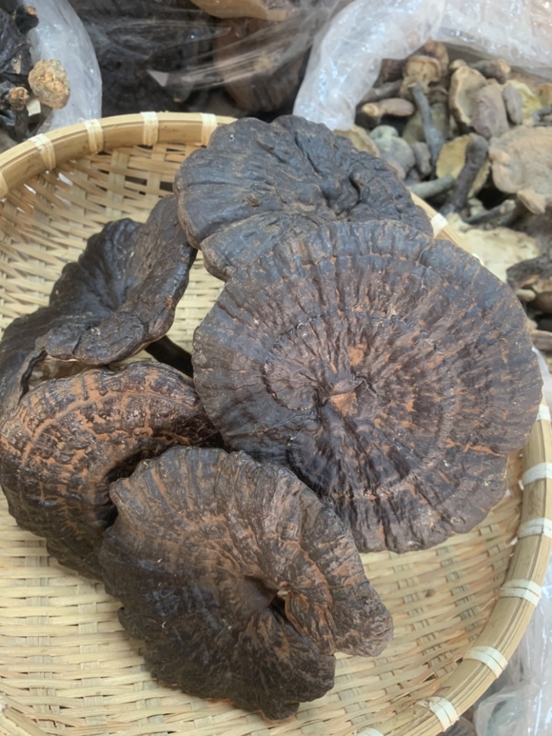 黑灵芝野生灵芝一手货源长期稳定供货