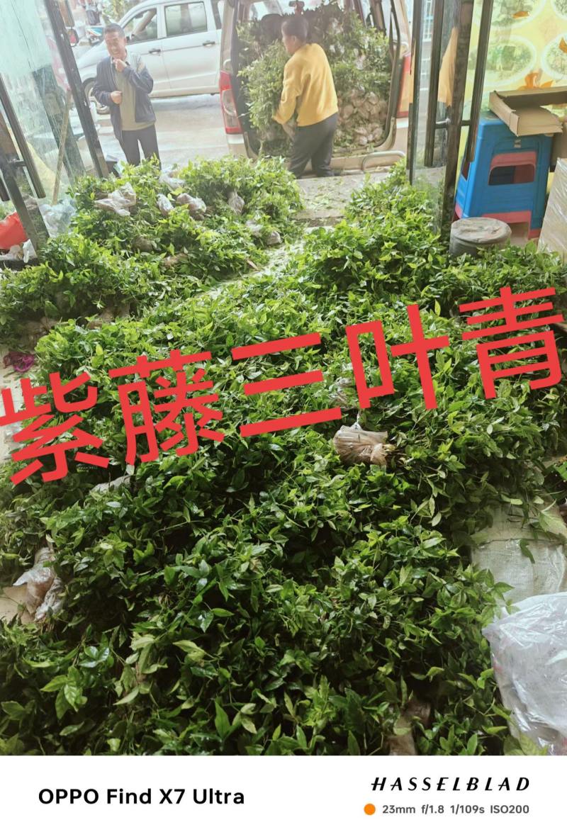 紫藤三叶青