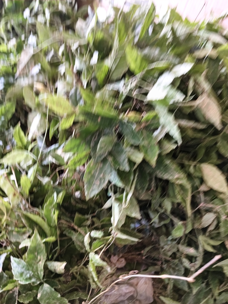紫藤三叶青
