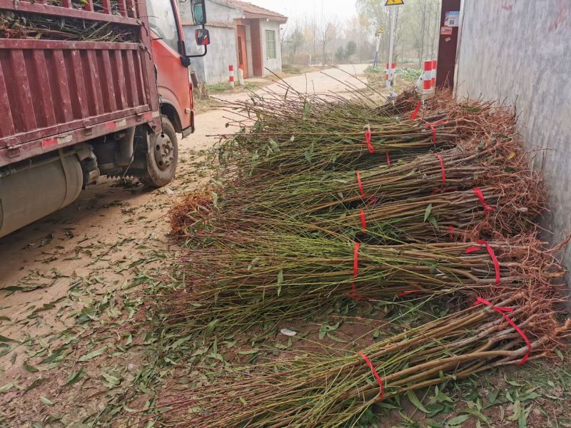 桃树苗毛桃树苗品种齐全苗场直发品种纯技术指导