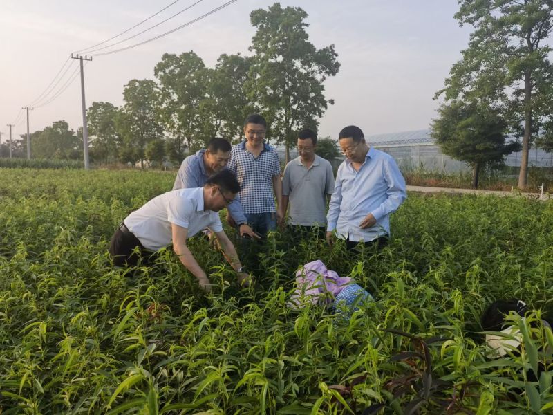桃树苗毛桃树苗品种齐全苗场直发品种纯技术指导
