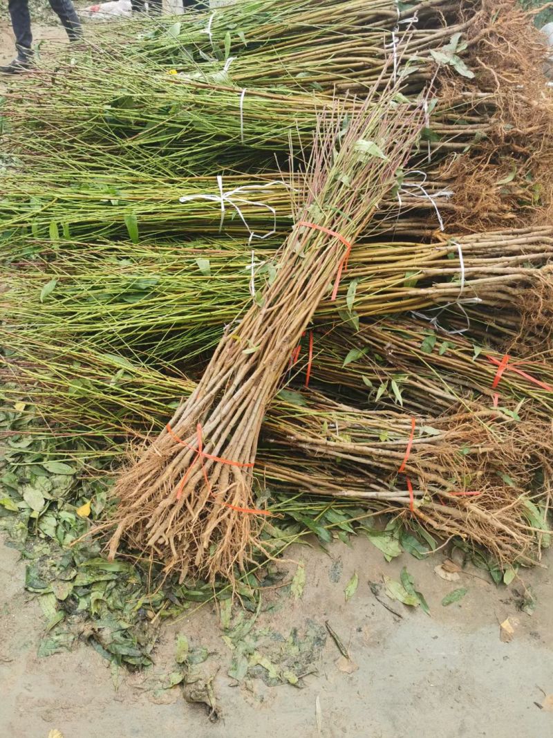 桃树苗毛桃树苗品种齐全苗场直发品种纯技术指导