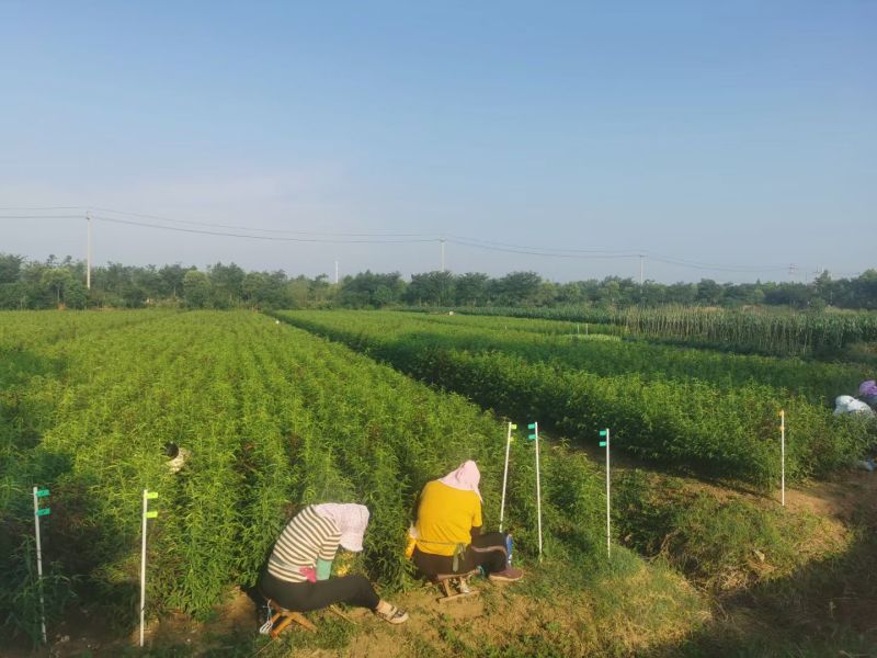 桃树苗毛桃树苗品种齐全苗场直发品种纯技术指导