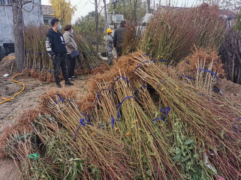 桃树苗毛桃树苗品种齐全苗场直发品种纯技术指导