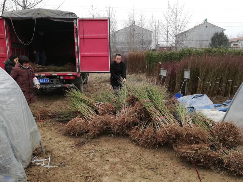桃树苗毛桃树苗品种齐全苗场直发品种纯技术指导