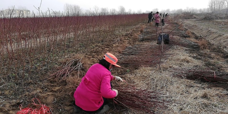 桃树苗毛桃树苗品种齐全苗场直发品种纯技术指导