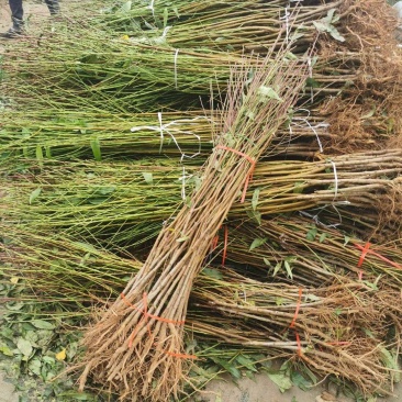 桃树苗毛桃树苗品种齐全苗场直发品种纯技术指导