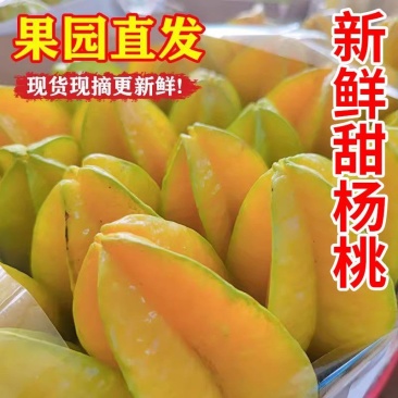 广东茂名甜杨桃大果新鲜当季孕妇水果正宗五角星树上熟整箱批