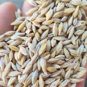 大麦颗粒饱满金黄饲料制酒制茶发芽通用产地直供
