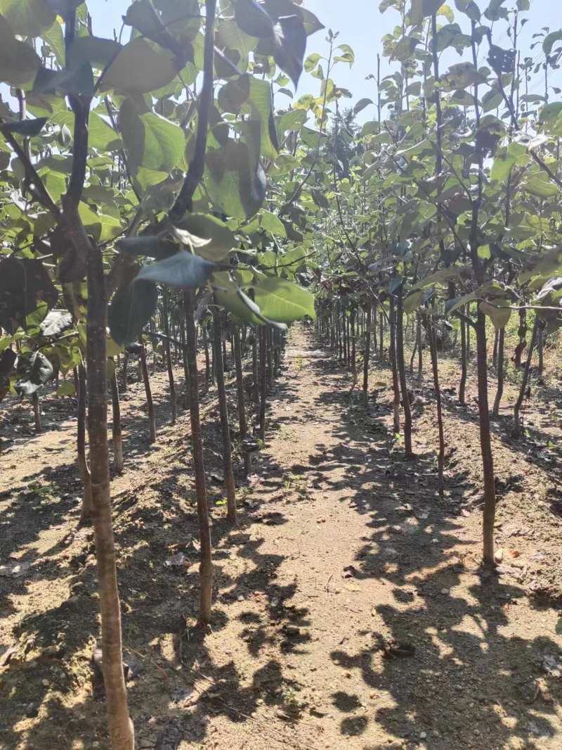梨树苗安徽嫁接品种梨树苗品种齐全合同种植技术指导