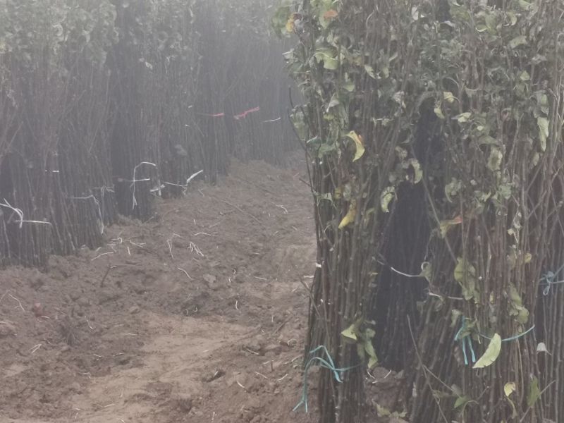 梨树苗安徽嫁接品种梨树苗品种齐全合同种植技术指导