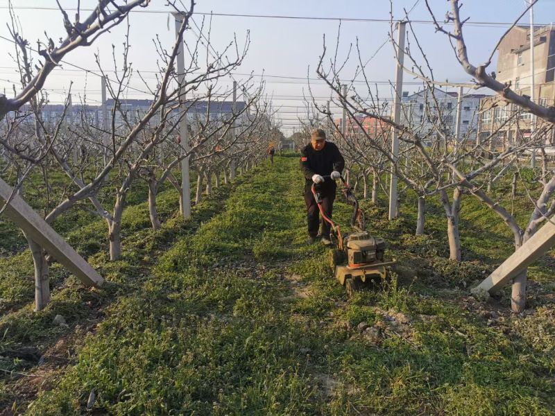 梨树苗安徽嫁接品种梨树苗品种齐全合同种植技术指导