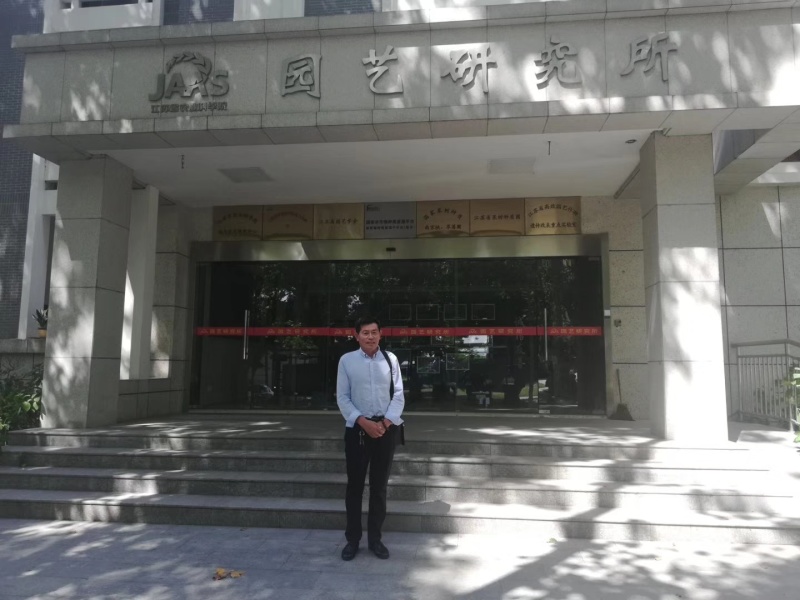 梨树苗安徽嫁接品种梨树苗品种齐全合同种植技术指导