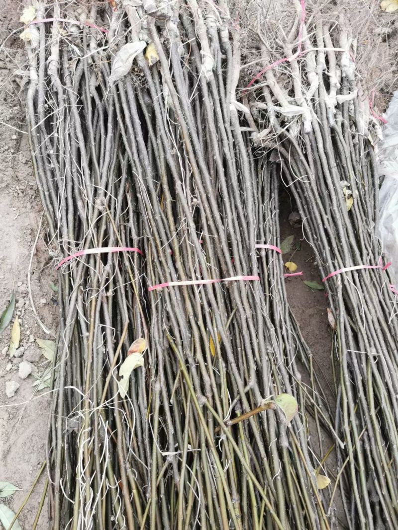 梨树苗安徽嫁接品种梨树苗品种齐全合同种植技术指导