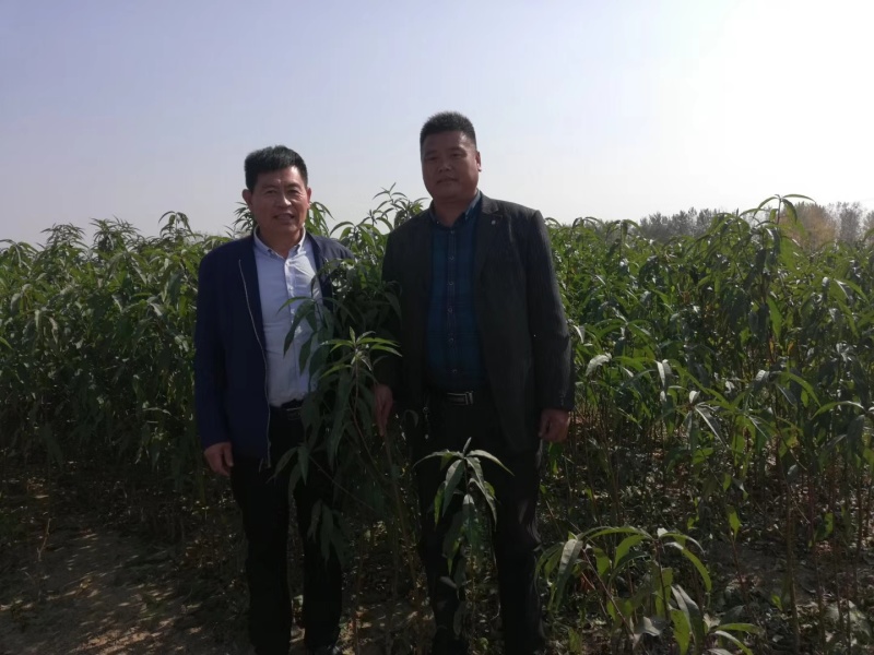 梨树苗安徽嫁接品种梨树苗品种齐全合同种植技术指导