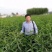 梨树苗安徽嫁接品种梨树苗品种齐全合同种植技术指导