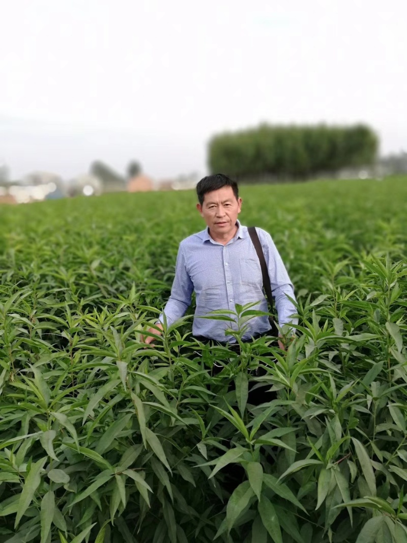 梨树苗安徽嫁接品种梨树苗品种齐全合同种植技术指导