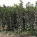 梨树苗安徽嫁接品种梨树苗品种齐全合同种植技术指导