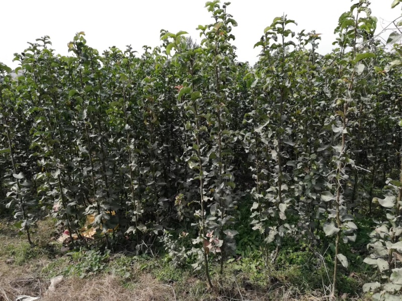 梨树苗安徽嫁接品种梨树苗品种齐全合同种植技术指导
