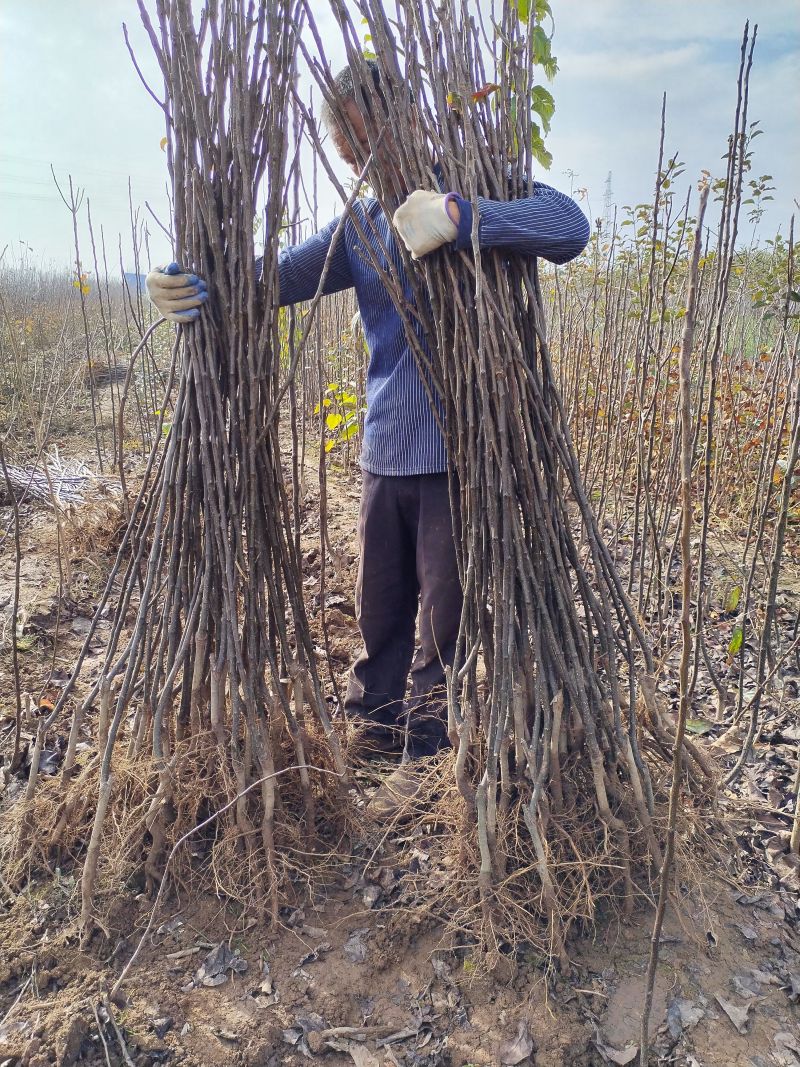 梨树苗安徽嫁接品种梨树苗品种齐全合同种植技术指导