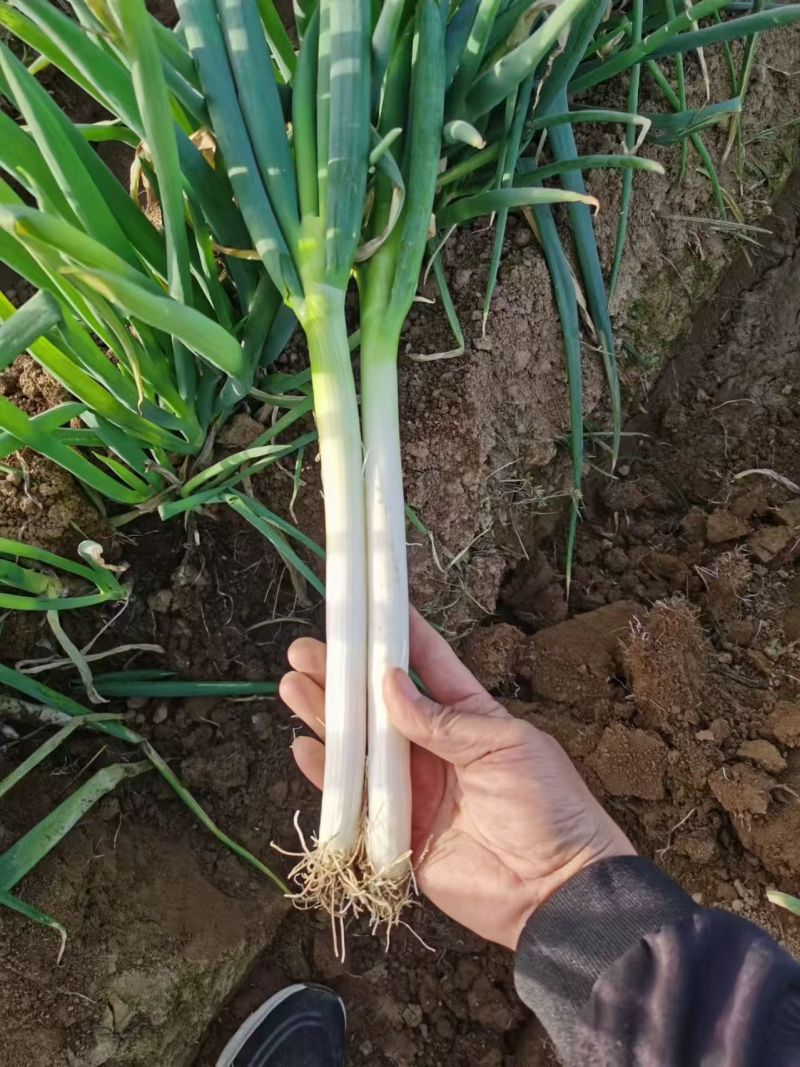 新野大葱，量大价优，保质保量，产地直发，欢迎咨询