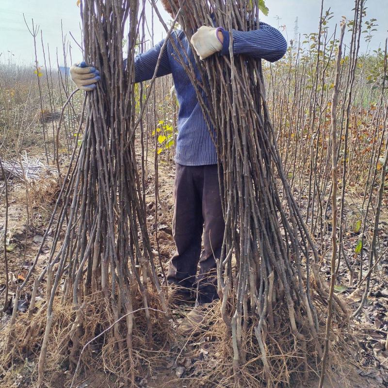 梨树苗安徽嫁接品种梨树苗品种齐全合同种植技术指导