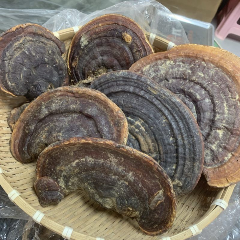 贵州深山野生灵芝保证野生货一手货源