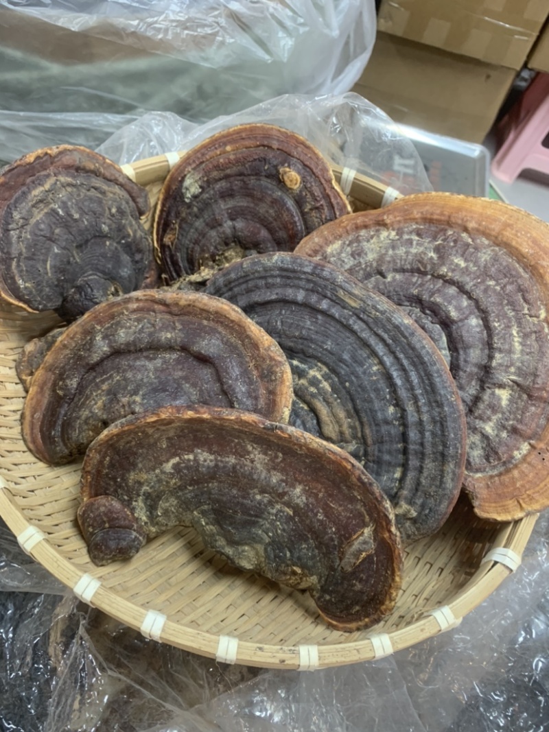 贵州深山野生灵芝保证野生货一手货源