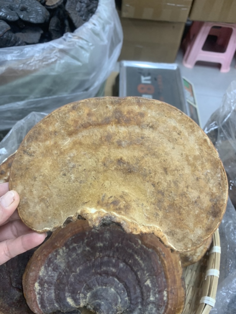 贵州深山野生灵芝保证野生货一手货源