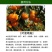 施力龙柑橘专用叶面肥砂糖桔橙子柚子保花靓果着色增甜氨基酸