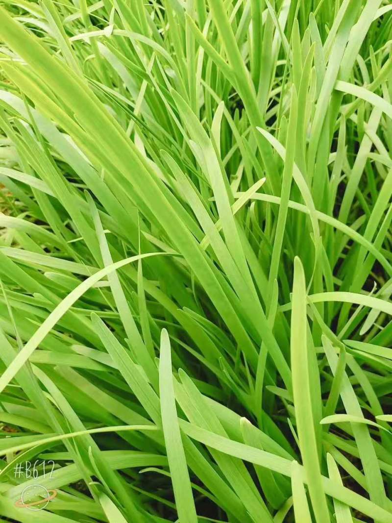宽叶韭菜种子富生2908韭菜种籽不休眠韭菜露地大棚种植
