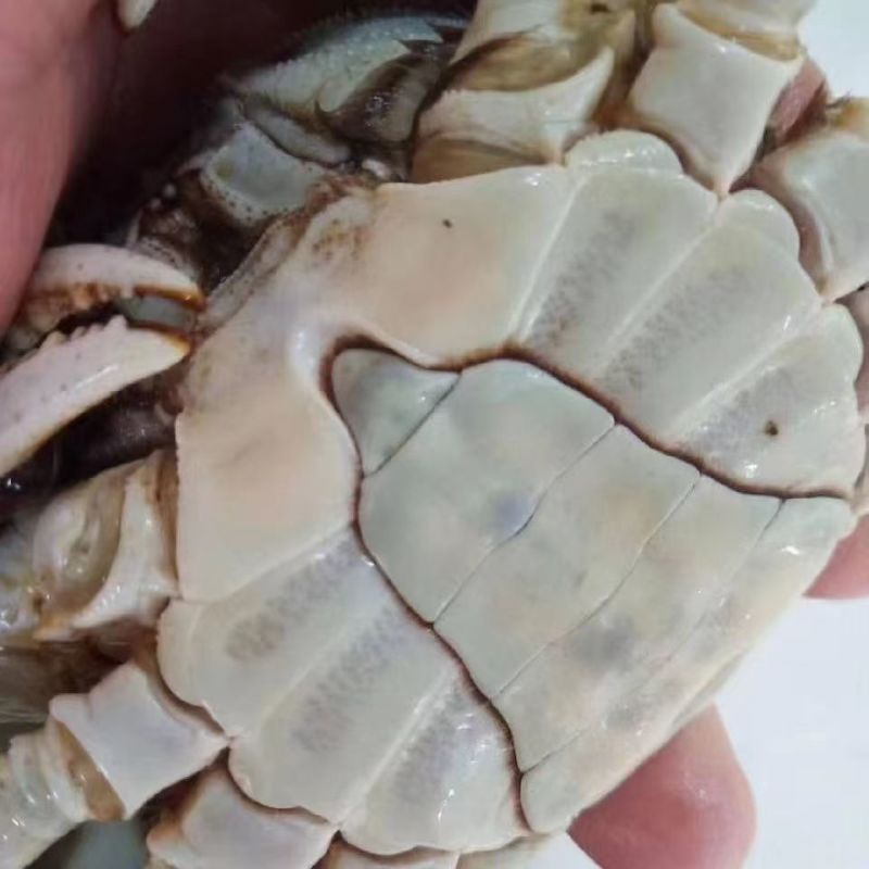 大闸蟹