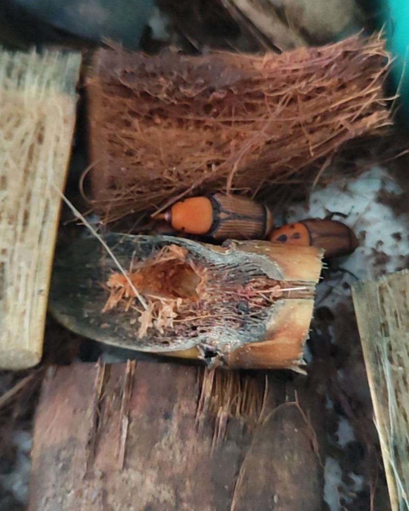 竹虫鲜虫、冻品、种公
