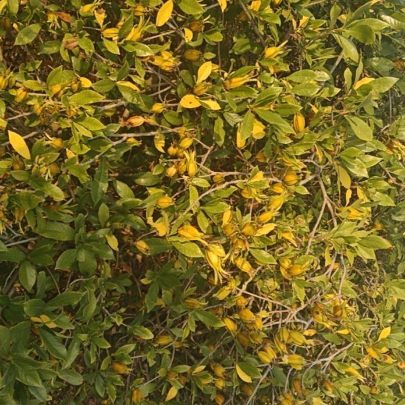 黄栀子