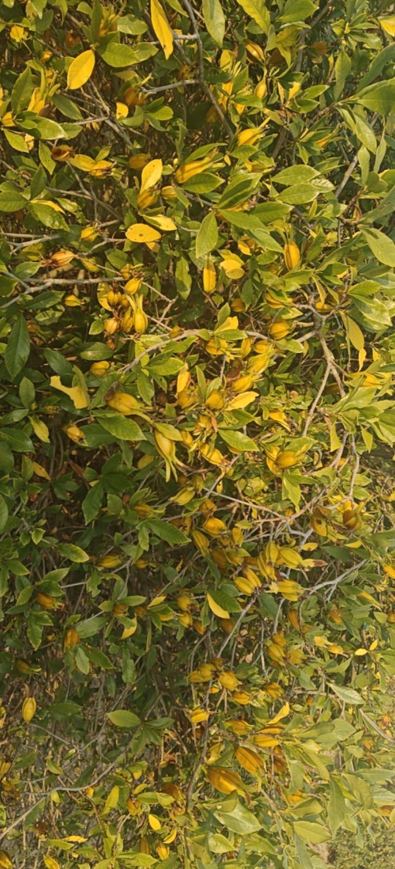 黄栀子